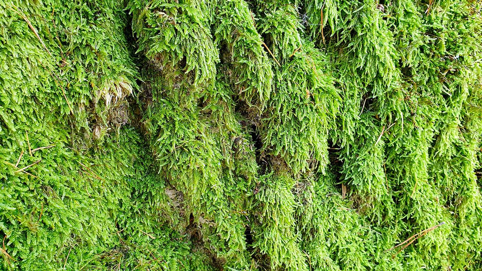 Close-up of thick green moss growing on tree bark