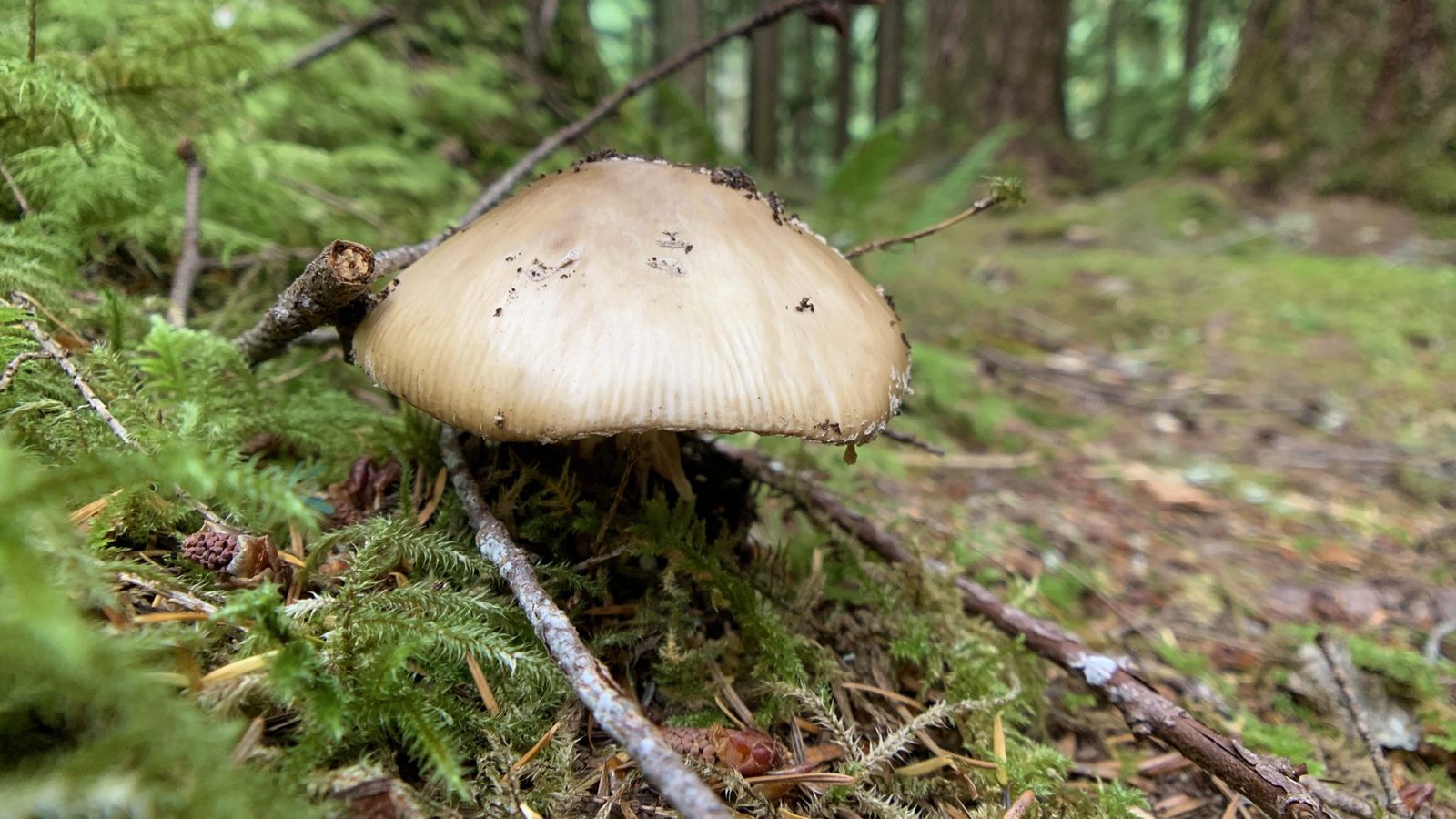 A pale forest mushroom growing out of a moss-covered log, surrounded by pine needles and a fallen pinecone