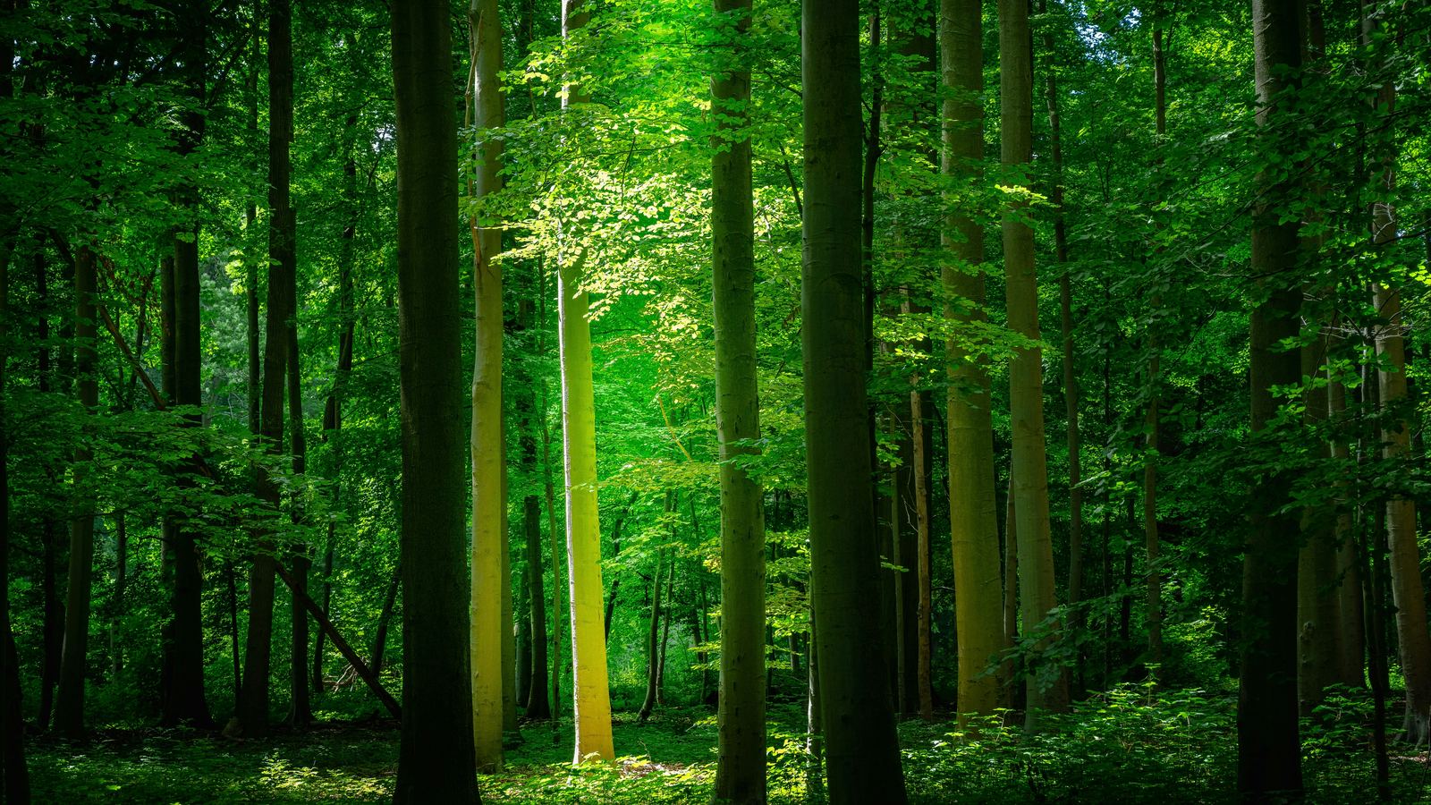 Sunlight filtering through a dense green forest canopy
