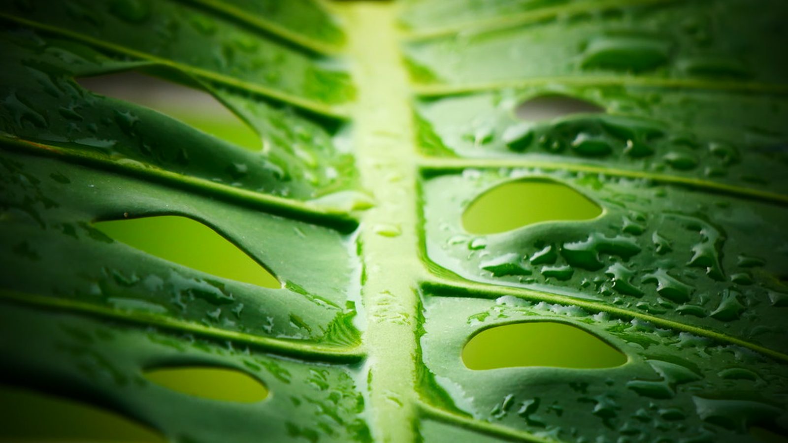 Close-up of a large monstera leaf covered in water droplets, backlit green