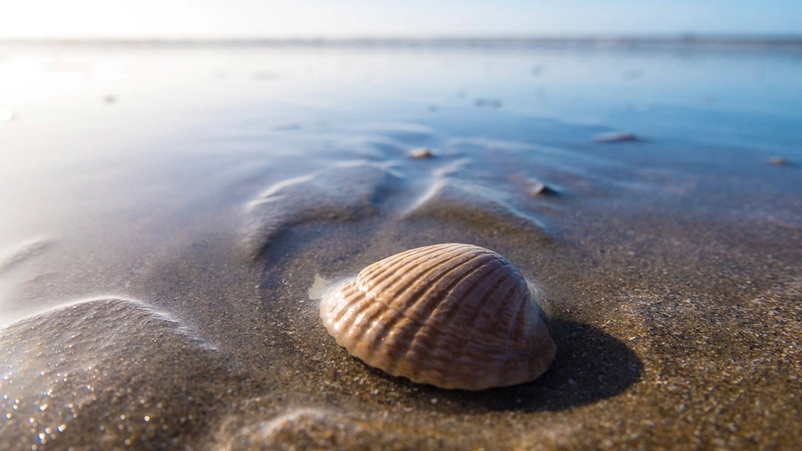 Close-up of a single seashell resting in shallow, clear water on wet sand at the shoreline