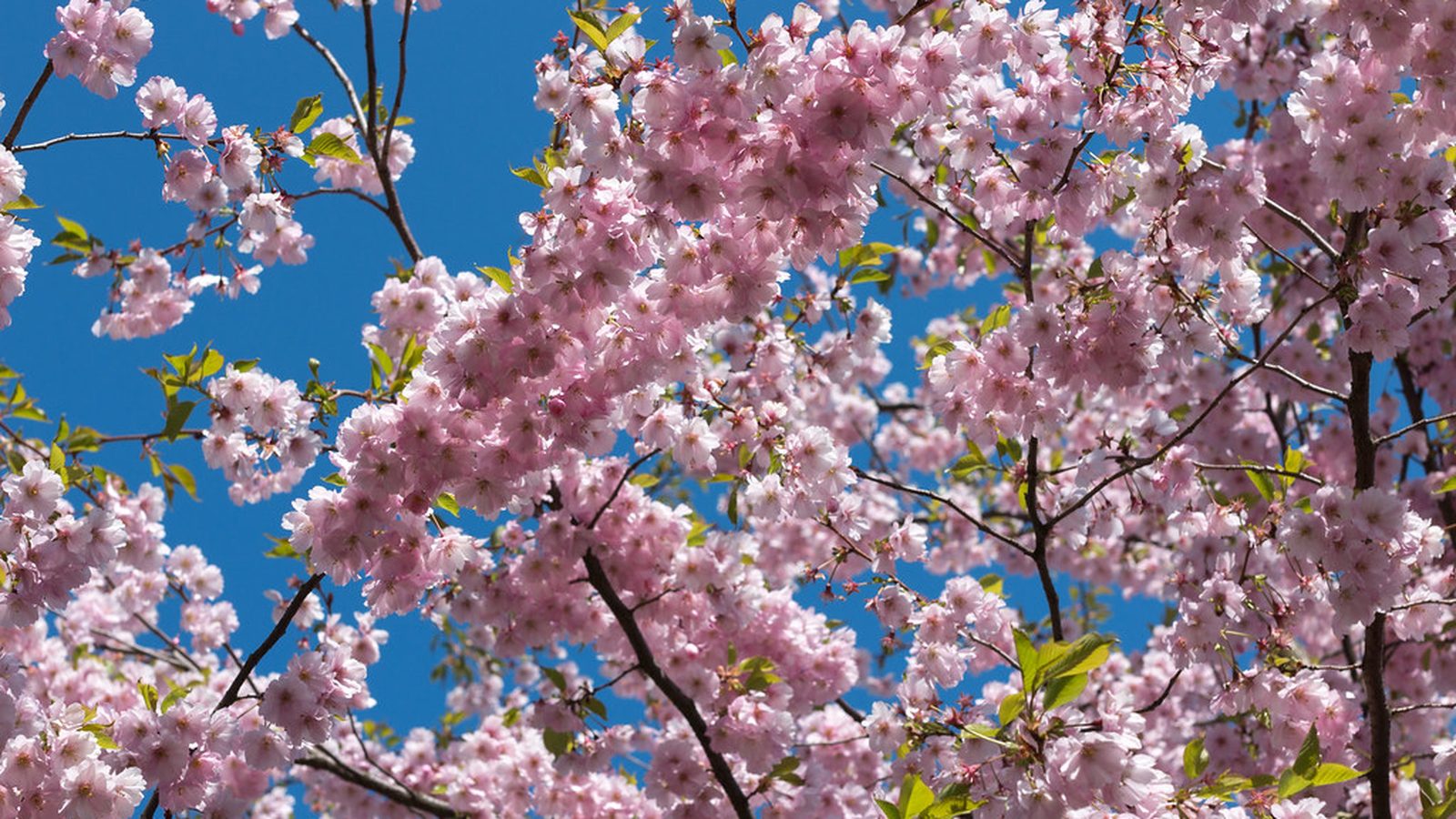 Pale pink cherry blossom branches against a soft blue sky