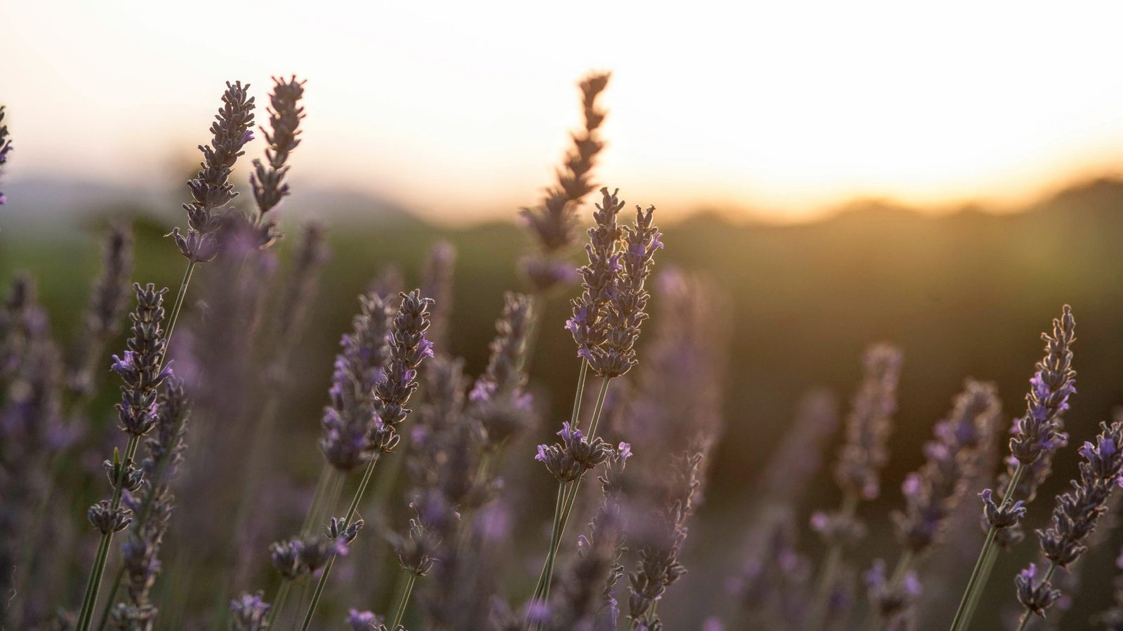 Lavender field at sunset, soft purple flower spikes backlit by warm golden light