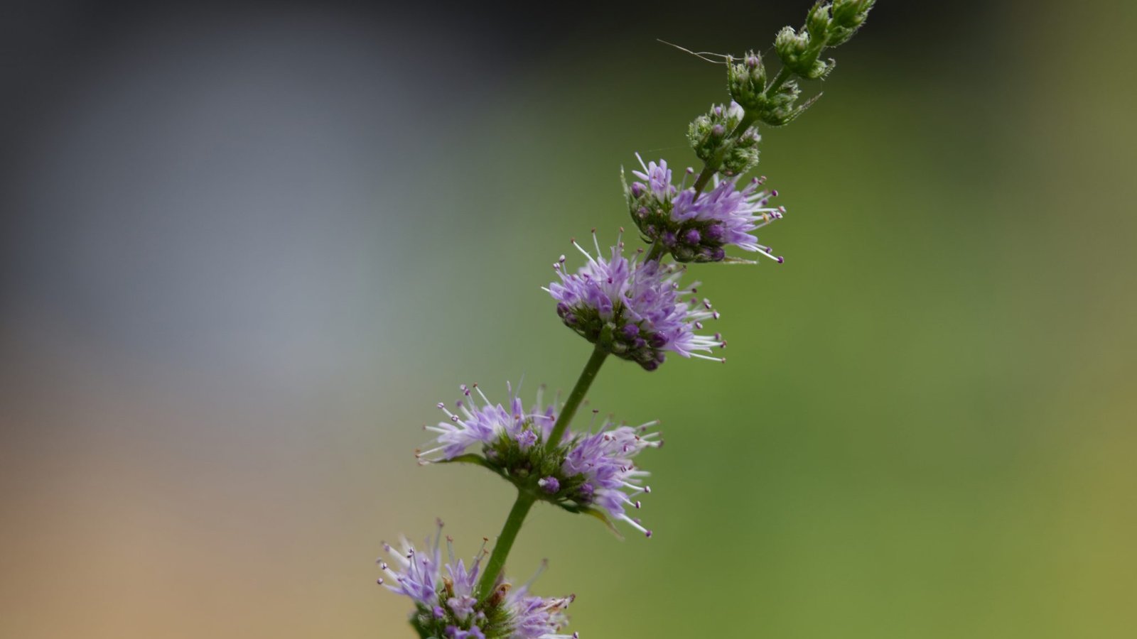 A blurred purple flower spike against soft green and dusk-colored bokeh