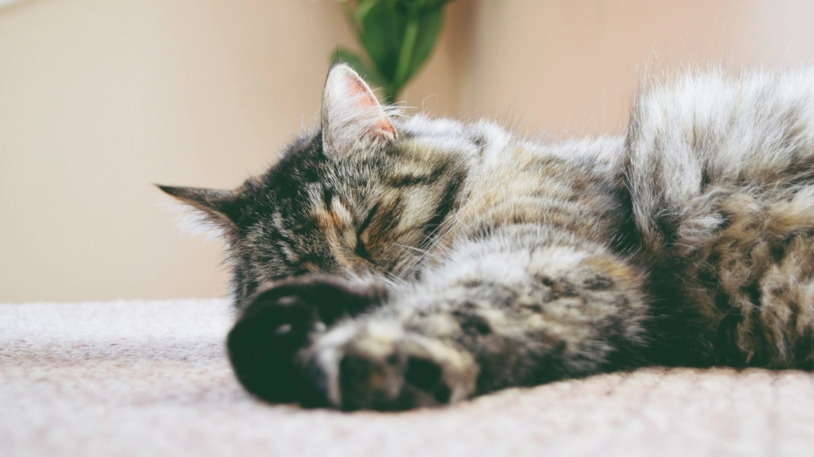 A tabby cat curled up asleep, one paw stretched out