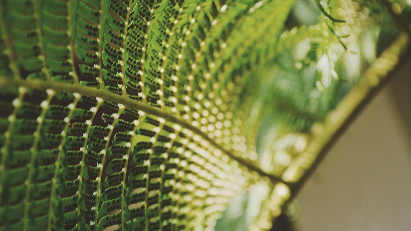 Extreme close-up of a green fern frond, showing the ribbed leaf pattern in soft natural light