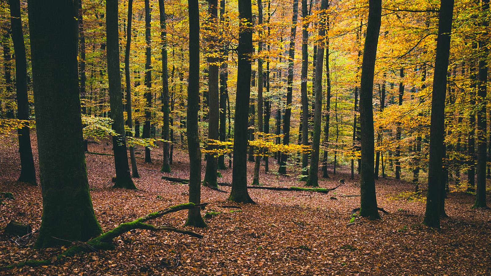 A forest of tall tree trunks with autumn leaves turning yellow and gold, dead leaves covering the ground below