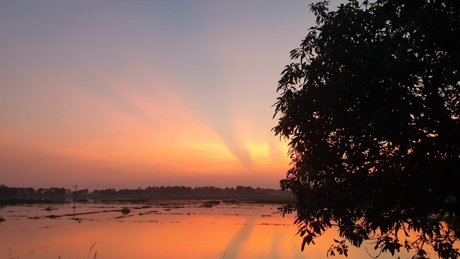 A wide sunset in orange and pink reflecting on a flooded field, with a dark tree silhouette on the right side of the frame